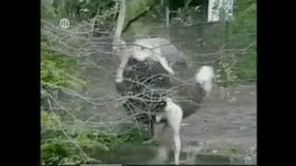 Смях с животни !