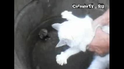 Хамстер каратист плаши котка