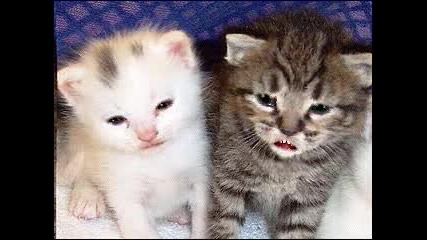 Two Little Fun Cats