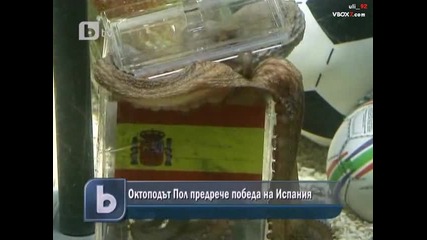 Октоподът Пол предрече победа на Испания и 3 - то място за Германия 