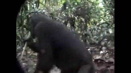 In the Jungle
