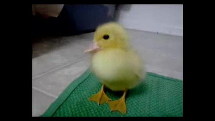 бебе пате/baby Duck 