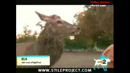 Не се бъзикайте с животните