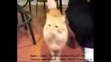 ...говореща котка [ смях]...