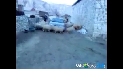 Кола попада в овче торнадо (смях) !