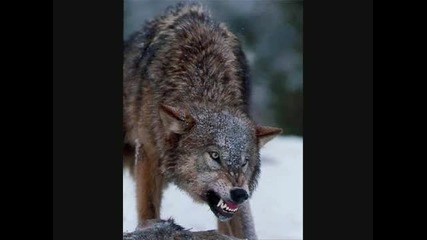 Виеща глутница вълци