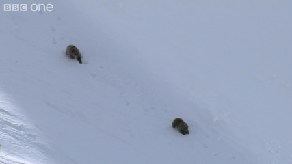 Hd Grizzly Bears Negotiate Snowy Mountains - Nature 