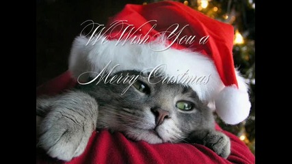We wish you a merry christmas (снимки с котки)