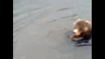 Bear.3gp