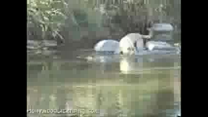 Много умно куче лови риба! 