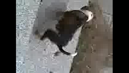 Норчето