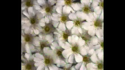 Flowers - House(qko)