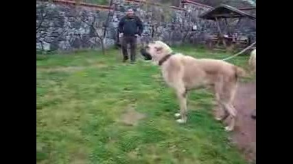 Kurdish Fighter Dog Kangal 90 cm x 90 Kg Sivas Kurdistan 