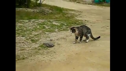 Смела котка се Бие със змия.