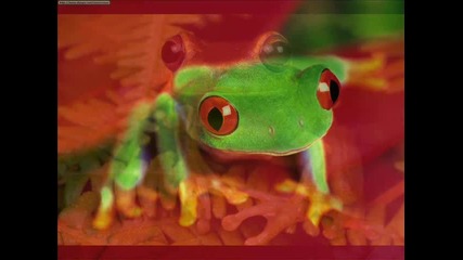 Da Fresh - The Frog