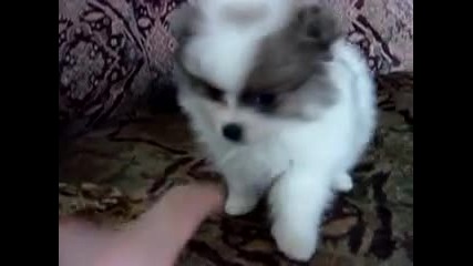 Youtube - tea cup pomeranian