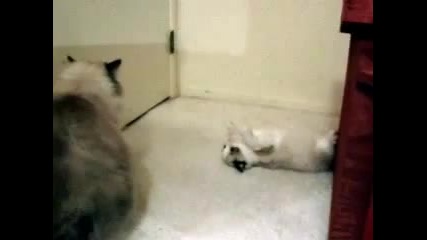 Палаво коте си търси компания за игри...