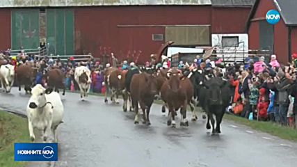 Стотици шведи гледат излизането на крави на открито (ВИДЕО)