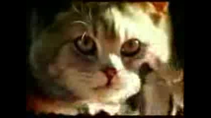 Как мишките играят Кючек
