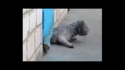Котка герой помага на кучето да избяга