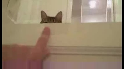 Много сладко коте си играе