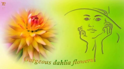 Красивото цвете Далия! ...