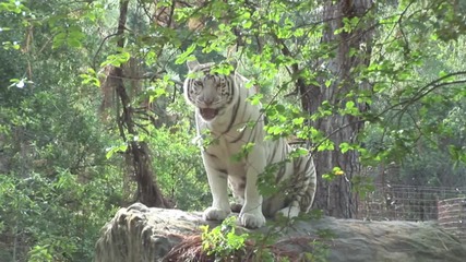 White Tigers - Cruelty Not Conservation.