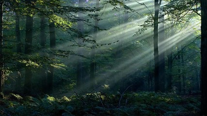Nature in Green