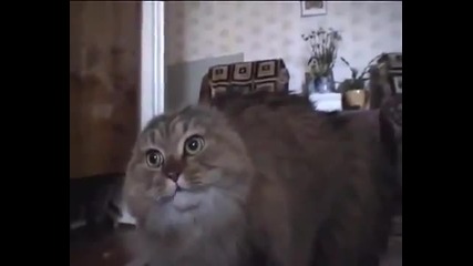 Хахахахаха! Уродливо смешна котка-смях!