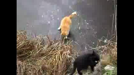 Луда котка