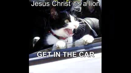 Very Funny Cats