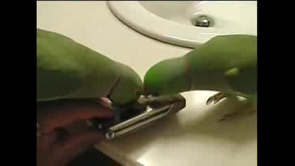 Два папагала си говорят
