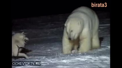 Полярна мечка срещу хъски