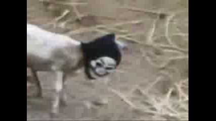 Странна овца Смях