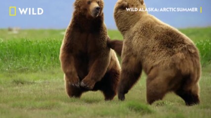 Тренировката на мечките гризли | Дивата Аляска | NG Wild Bulgaria