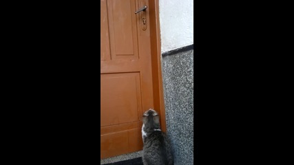 Котка отваря врата ! смях!