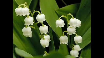 April - Flowers Show ( Andre Rieu Strauss Medley) 