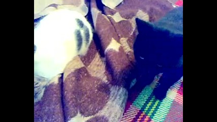 Котешки живот