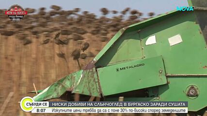 Започна прибирането на слънчогледа у нас, земеделците очакват ниски добиви