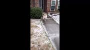 ЗАБАВНИ КАДРИ: Вижте затрудненията на куче, което се опитва да върви по заледен тротоар (ВИДЕО)