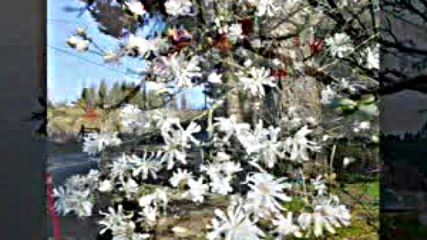 Spring-my Love--nikos Ignatiadis The Beginning