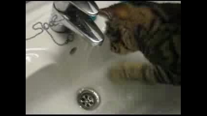 Котка Която Обича Водата