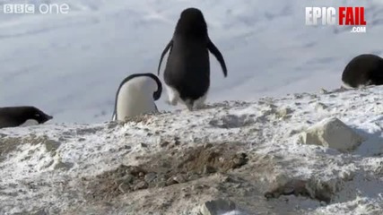 хитрият пингвин