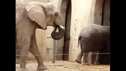 Слон яде слонско лайно 