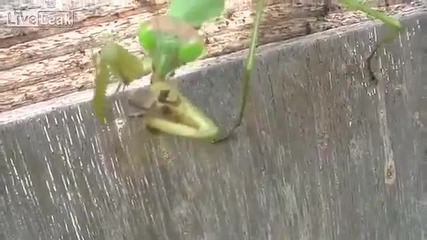 богомолка яде пчели