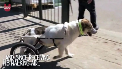 Парализирано куче се учи да върви с новите си крака