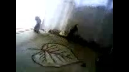 Котешка борба