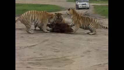 Live Tiger feeing of an ox.