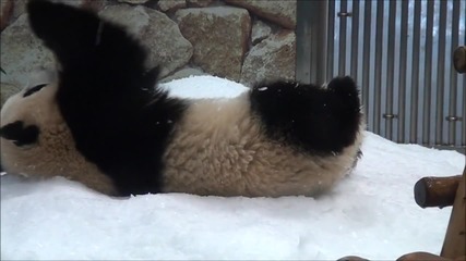 Панда си играе в снега.