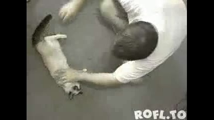 Плъзгащата котка :d 